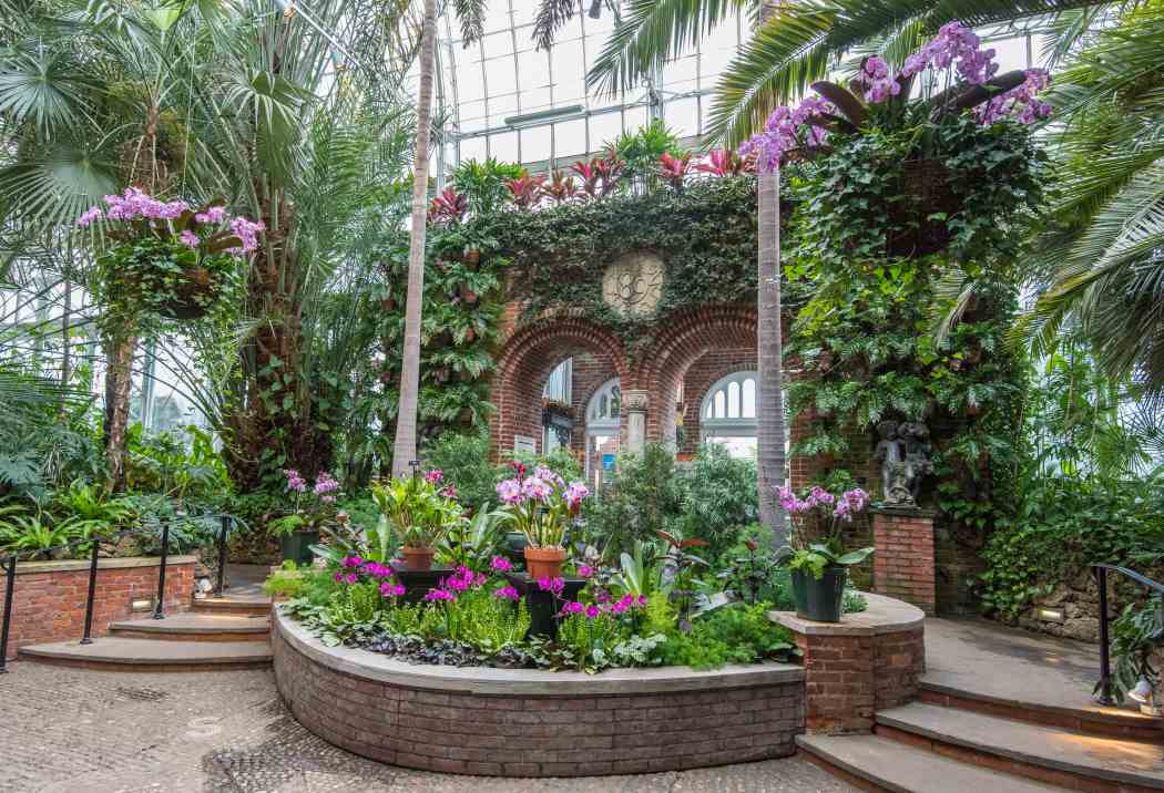 Orchid and Tropical Bonsai Show 2016