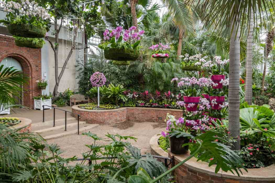 Orchid and Tropical Bonsai Show 2019: Eye Candy