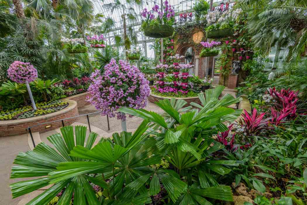 Orchid and Tropical Bonsai Show 2019: Eye Candy