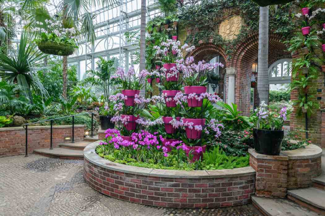 Orchid and Tropical Bonsai Show 2019: Eye Candy