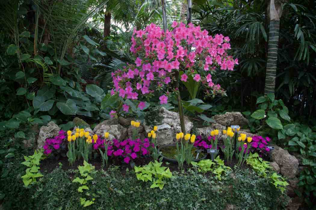 Spring Flower Show 2004: Splashes of Spring