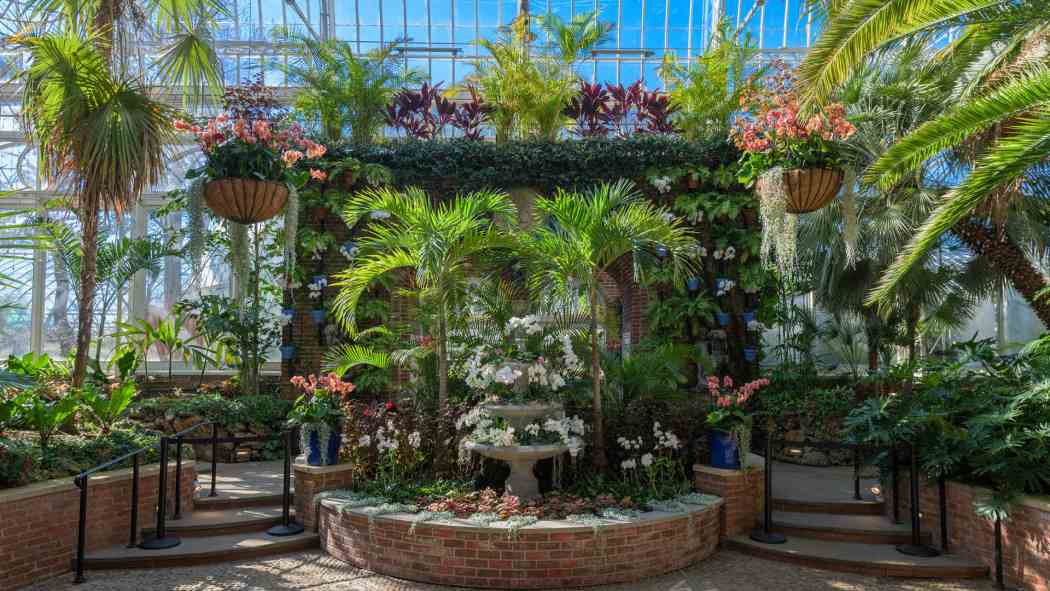 Orchid and Tropical Bonsai Show 2021: A Splash of Brilliance