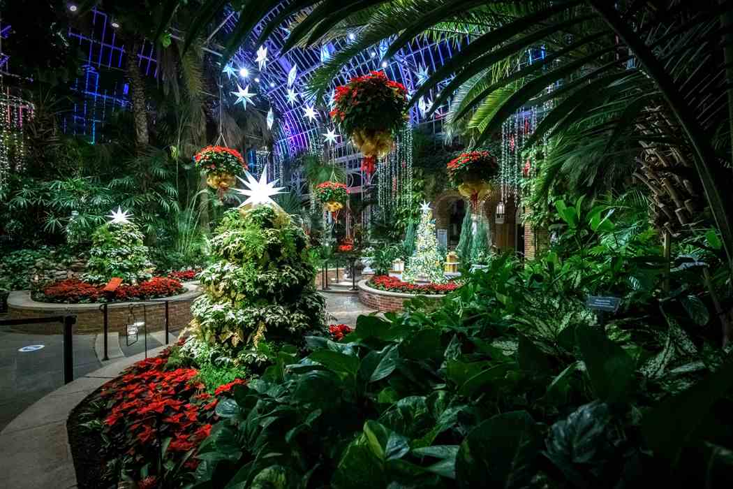 Winter Flower Show 2020: Home for the Holidays