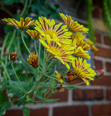 Fall Flower Show: Alice’s Adventures in Autumn