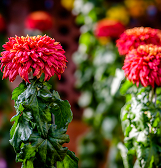 Fall Flower Show: Alice’s Adventures in Autumn