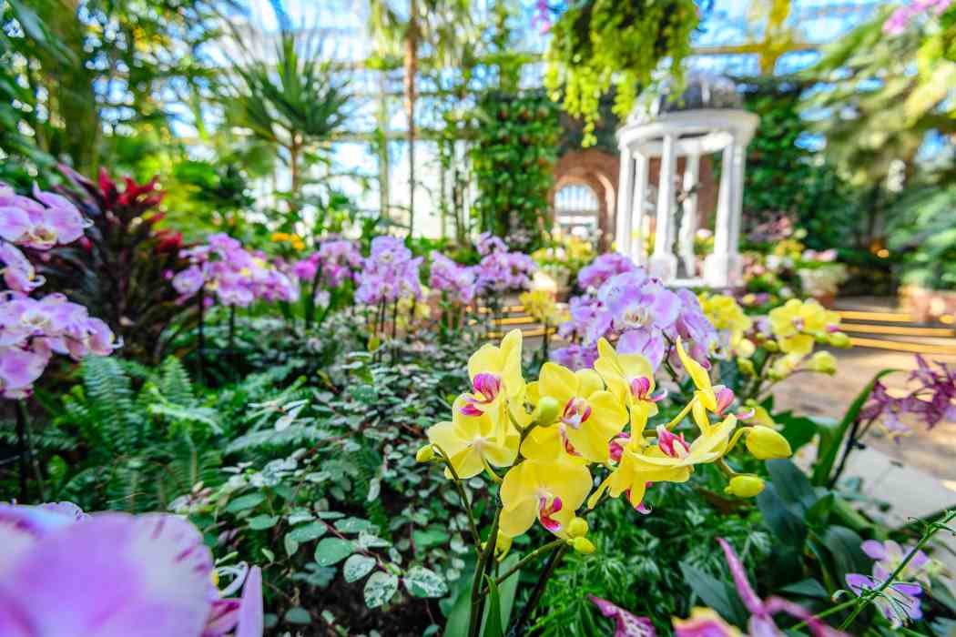 Orchid and Tropical Bonsai Show 2026: Blooming with Love