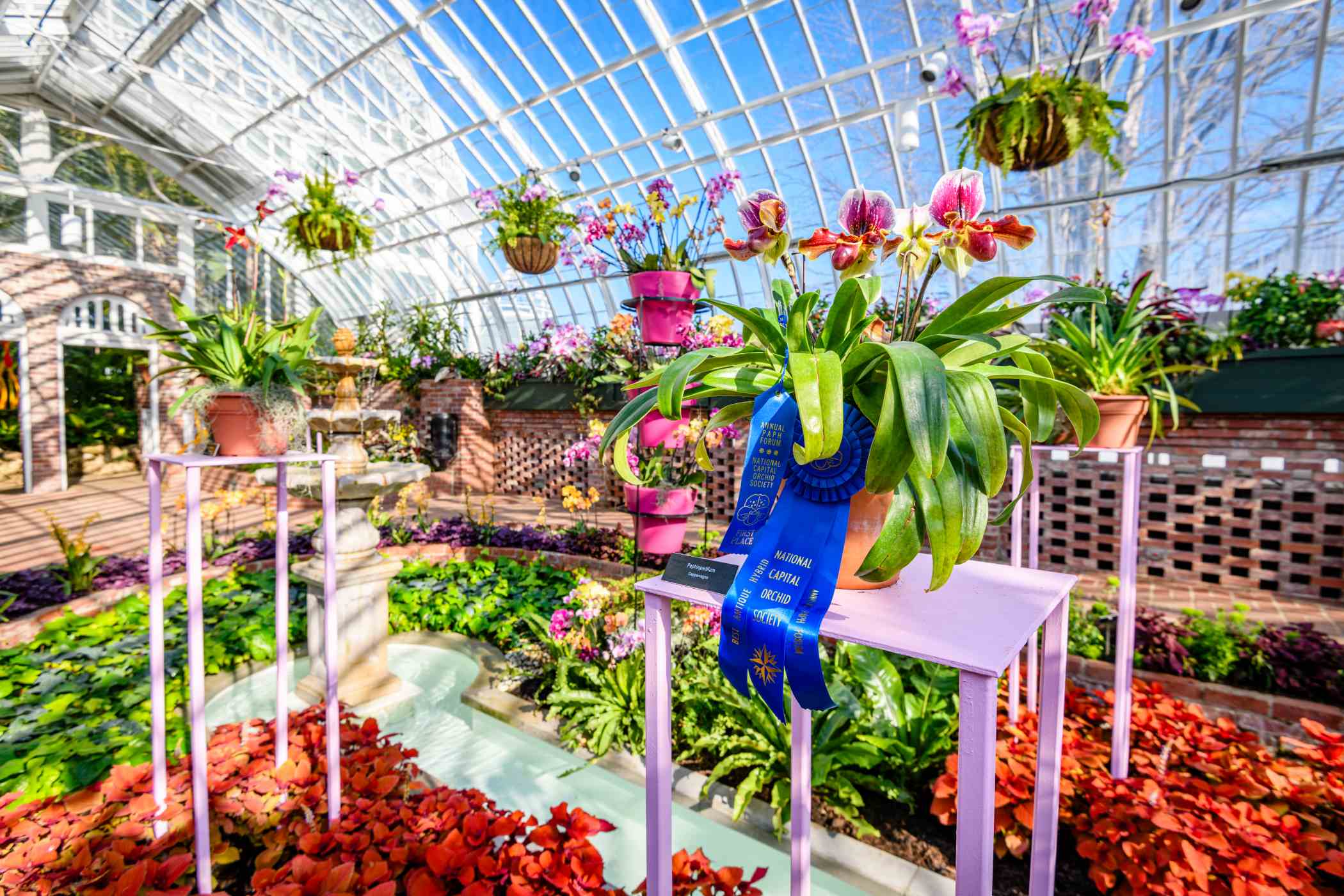 Orchid and Tropical Bonsai Show 2026: Blooming with Love | Phipps