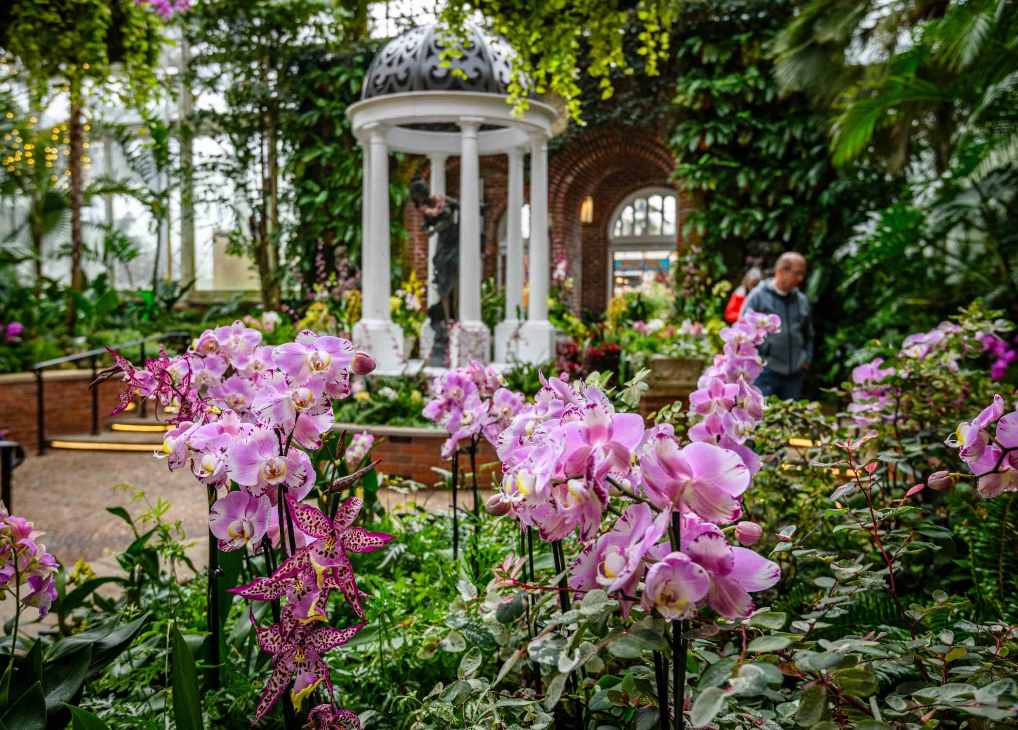 Orchid and Tropical Bonsai Show 2026: Blooming with Love | Phipps