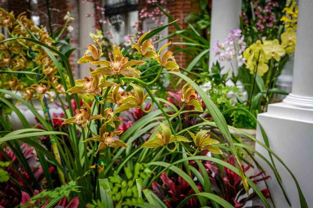 Orchid and Tropical Bonsai Show 2026: Blooming with Love