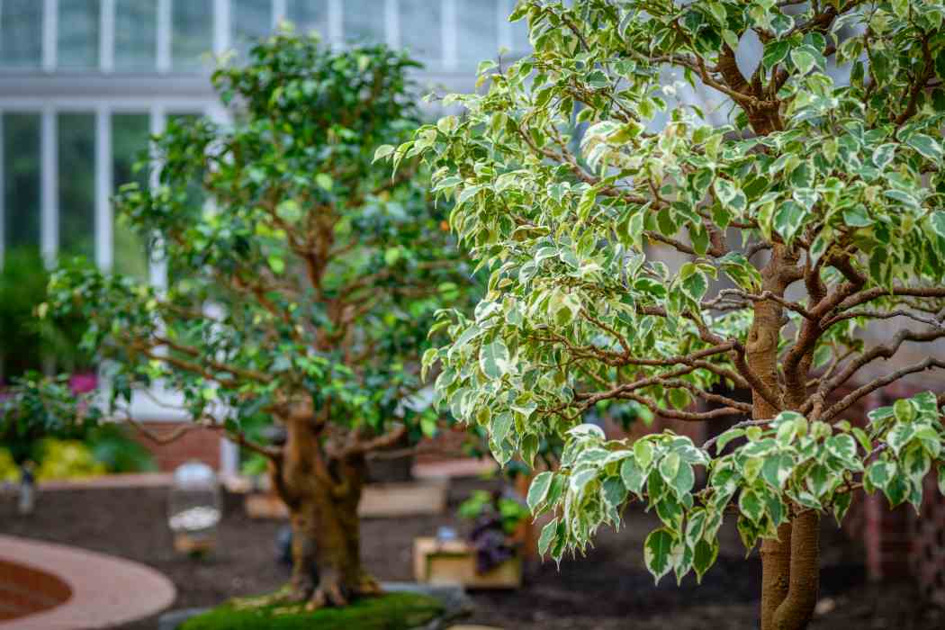 Orchid and Tropical Bonsai Show 2026: Blooming with Love