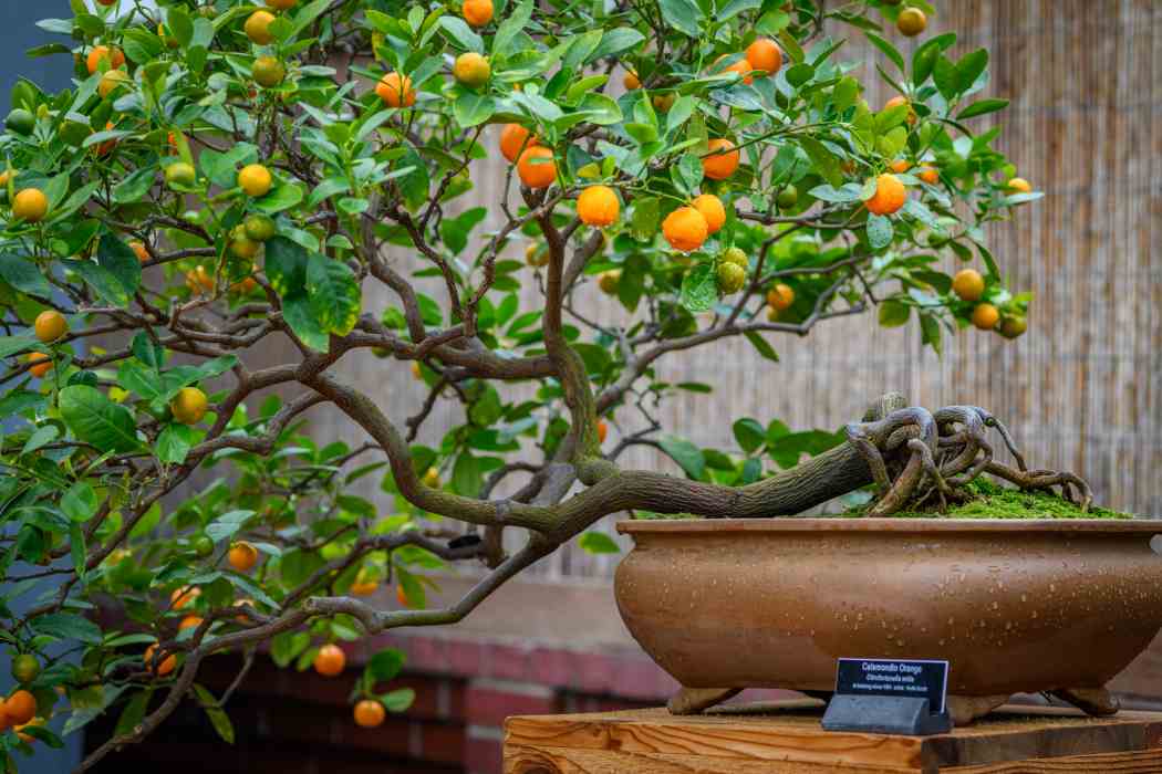 Orchid and Tropical Bonsai Show 2026: Blooming with Love