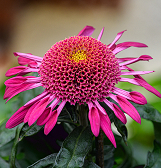 Fall Flower Show: Visions of Japan