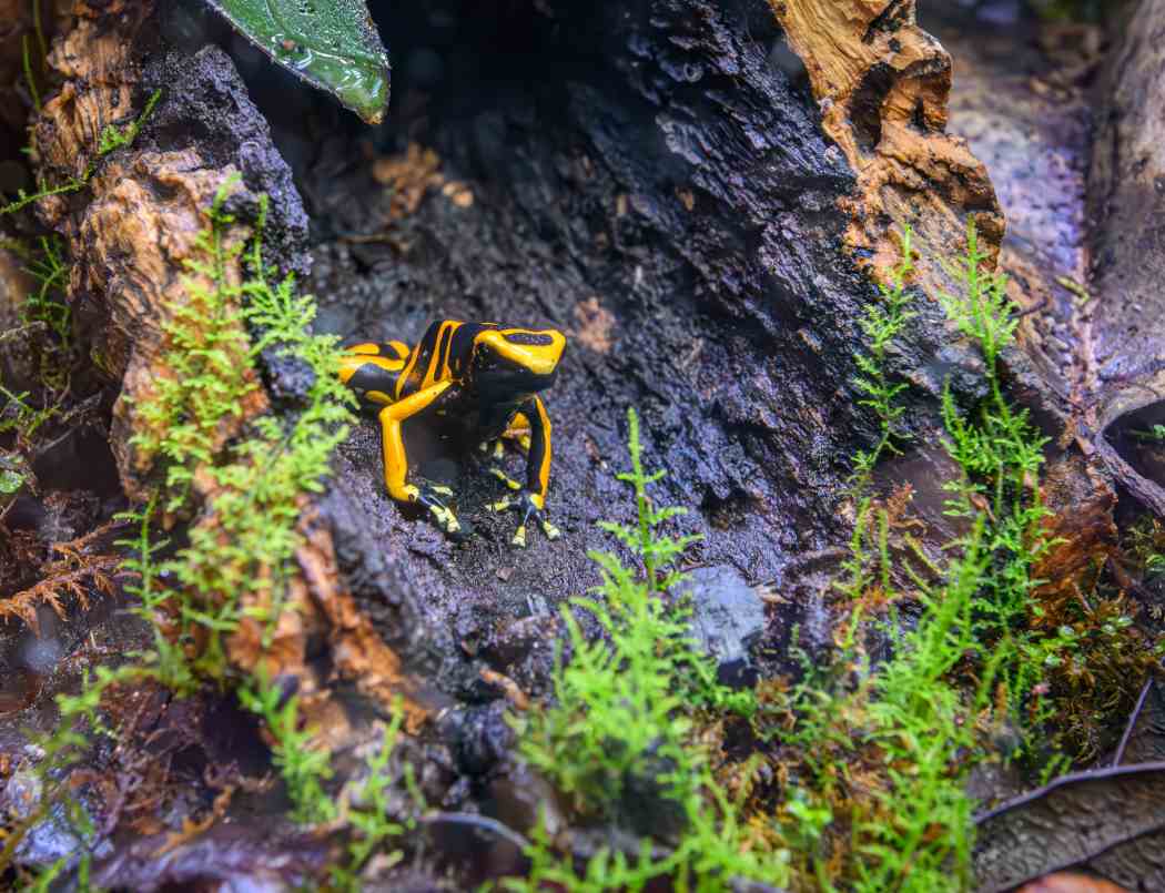 Tropical Forest Panama