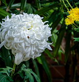 Fall Flower Show: Visions of Japan