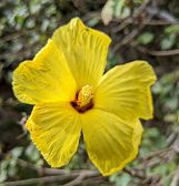 Tropical Forest Hawai‘i