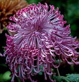 Fall Flower Show: The Poetry of Nature Fall Flower Show: The Poetry of Nature