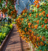 Fall Flower Show: The Poetry of Nature Fall Flower Show: The Poetry of Nature