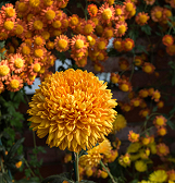 Fall Flower Show: The Poetry of Nature Fall Flower Show: The Poetry of Nature