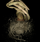 From the Same Bulb: 2005 – 2022, an Exhibit by Sue Abramson From the Same Bulb: 2005 – 2022, an Exhibit by Sue Abramson