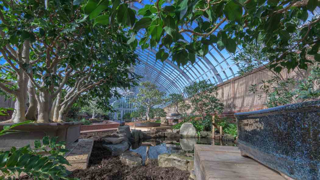 Orchid and Tropical Bonsai Show 2021: A Splash of Brilliance