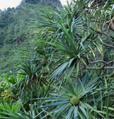 Tropical Forest Hawai‘i Tropical Forest Hawai‘i