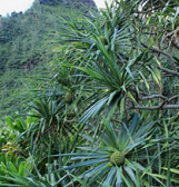 Tropical Forest Hawai‘i