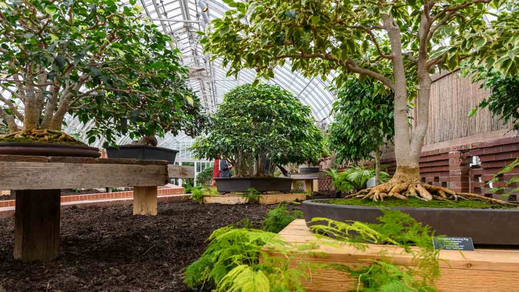 Orchid and Tropical Bonsai Show 2022: An Ocean of Color