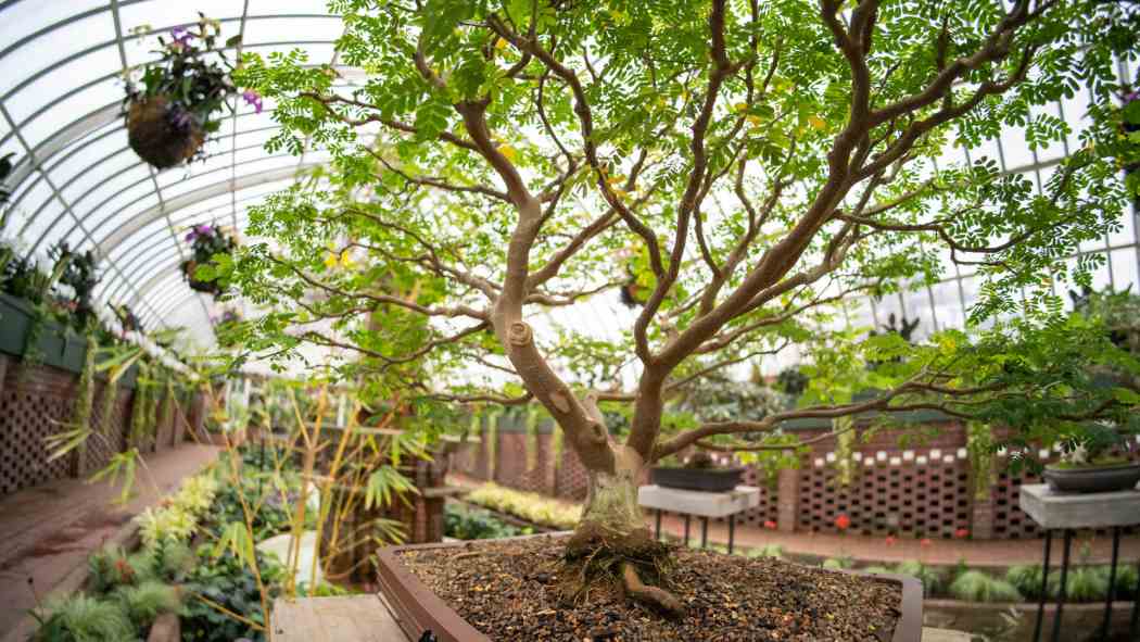 Orchid and Tropical Bonsai Show 2023: Origin Stories