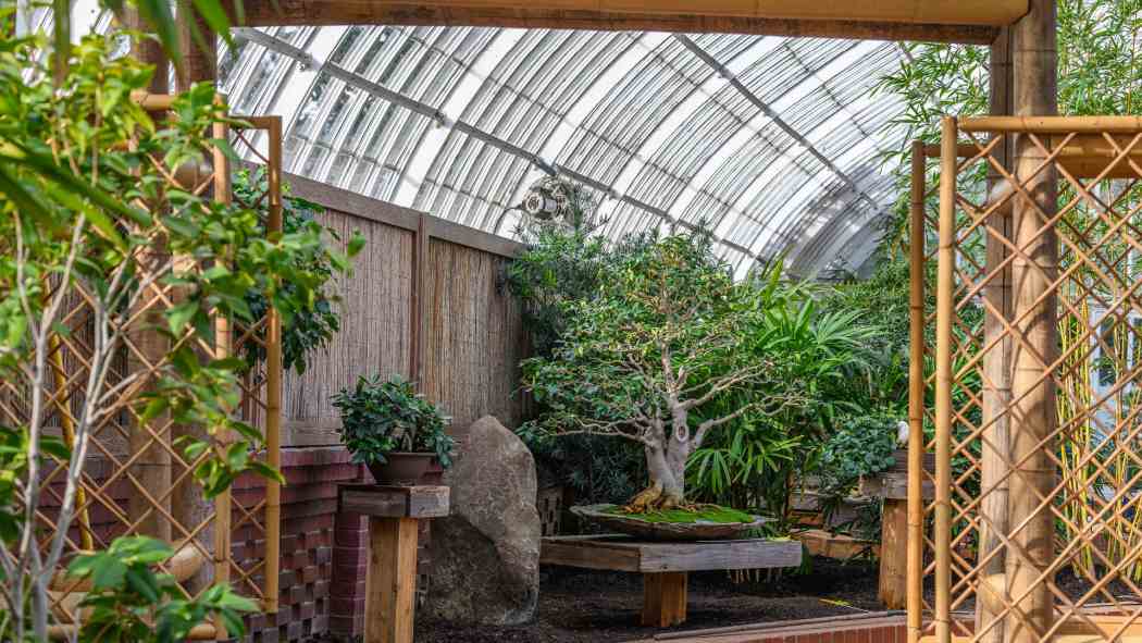 Orchid and Tropical Bonsai Show 2023: Origin Stories