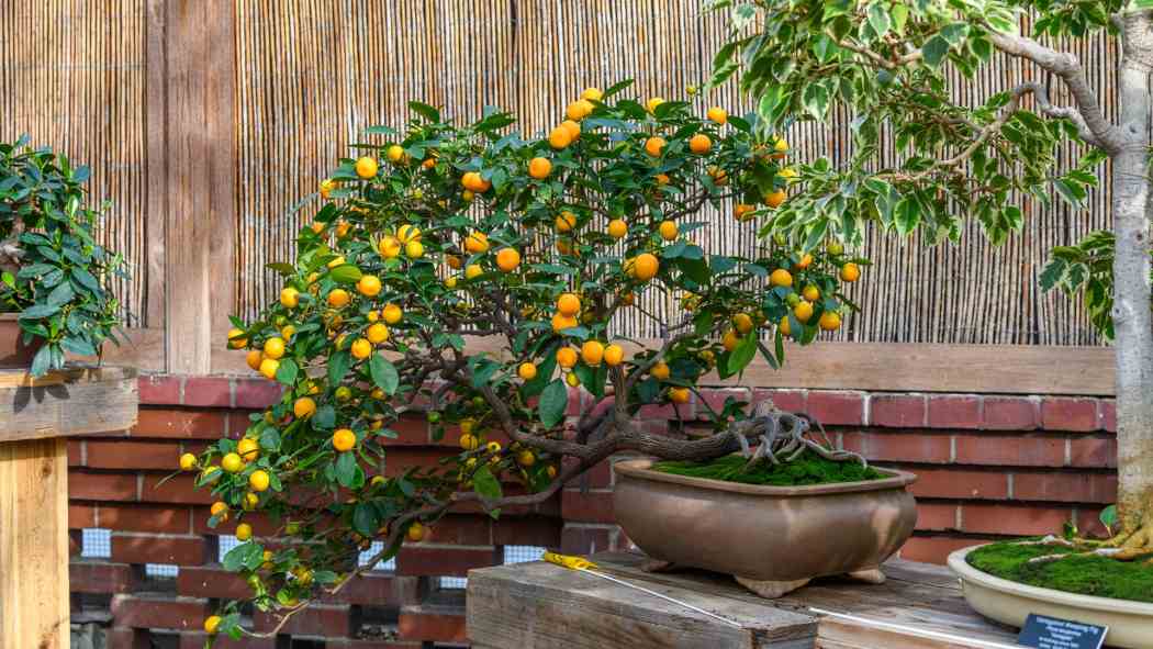 Orchid and Tropical Bonsai Show 2023: Origin Stories