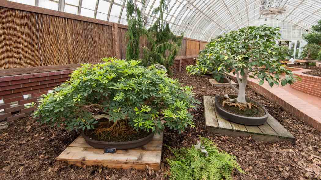 Orchid and Tropical Bonsai Show 2016