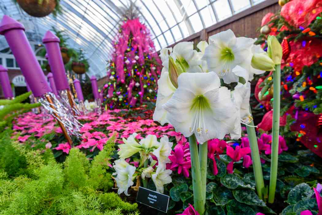 Winter Flower Show and Light Garden 2017: Holiday Magic! Winter Flower Show and Light Garden 2017: Holiday Magic!