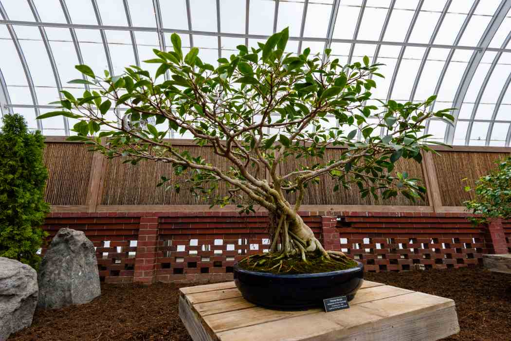 Orchid and Tropical Bonsai Show 2018