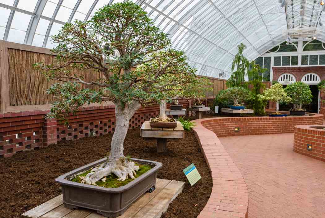 Orchid and Tropical Bonsai Show 2018