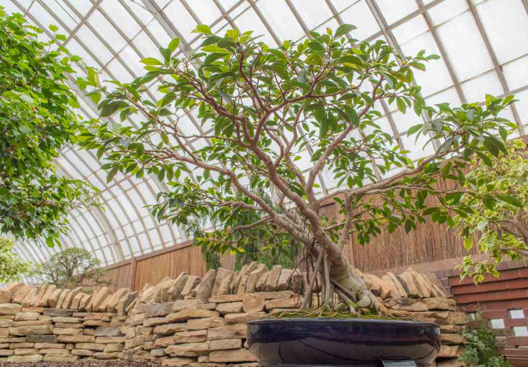 Orchid and Tropical Bonsai Show 2015