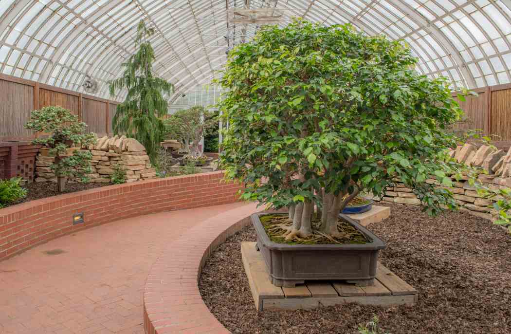 Orchid and Tropical Bonsai Show 2015