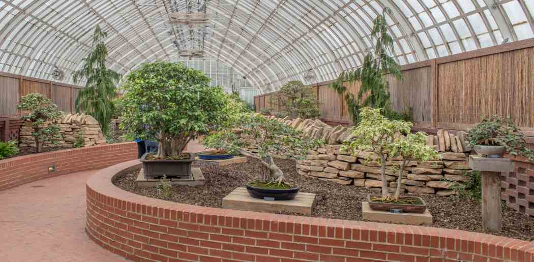 Orchid and Tropical Bonsai Show 2015