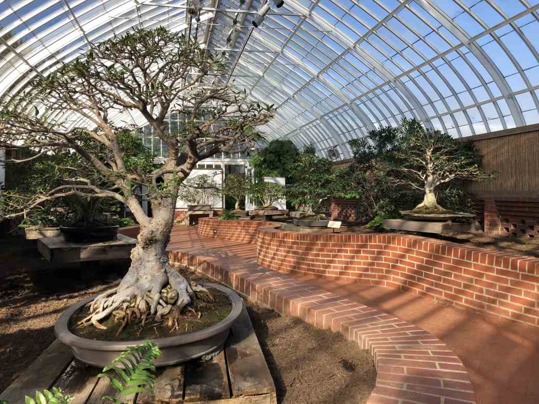 Orchid and Tropical Bonsai Show 2019: Eye Candy