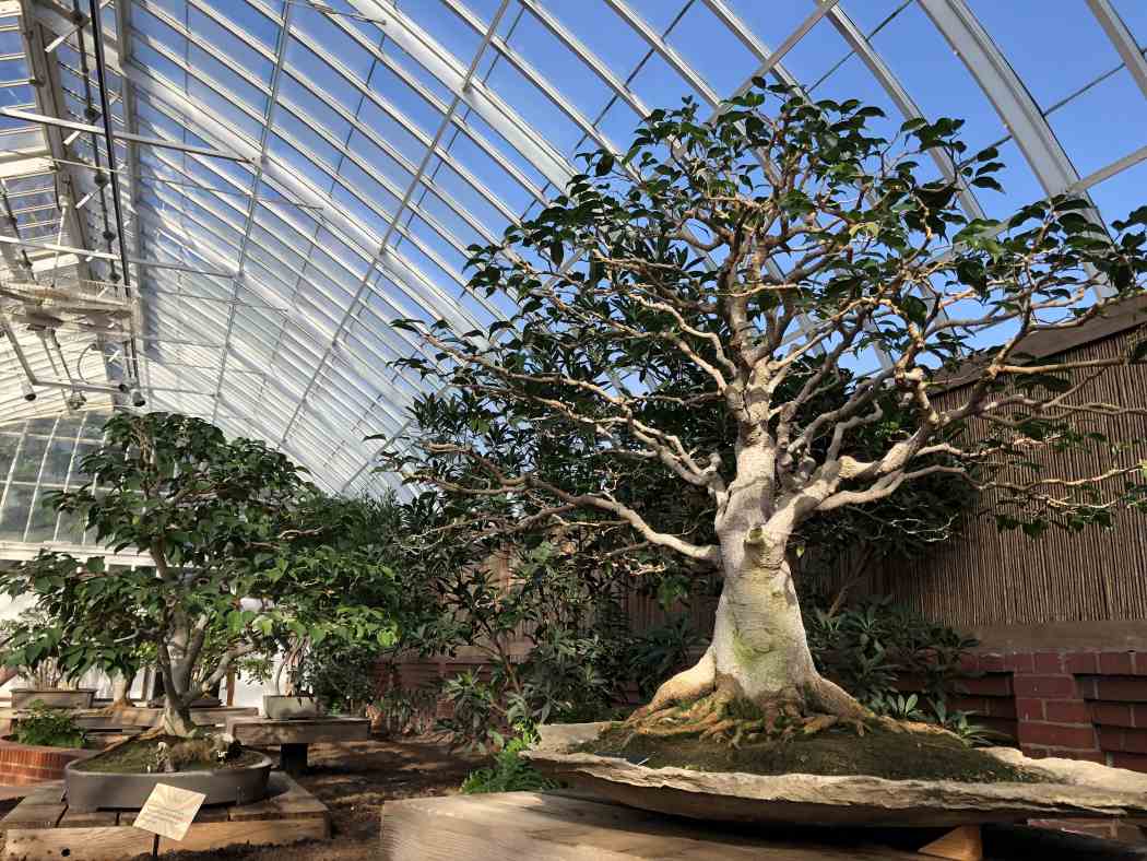 Orchid and Tropical Bonsai Show 2019: Eye Candy