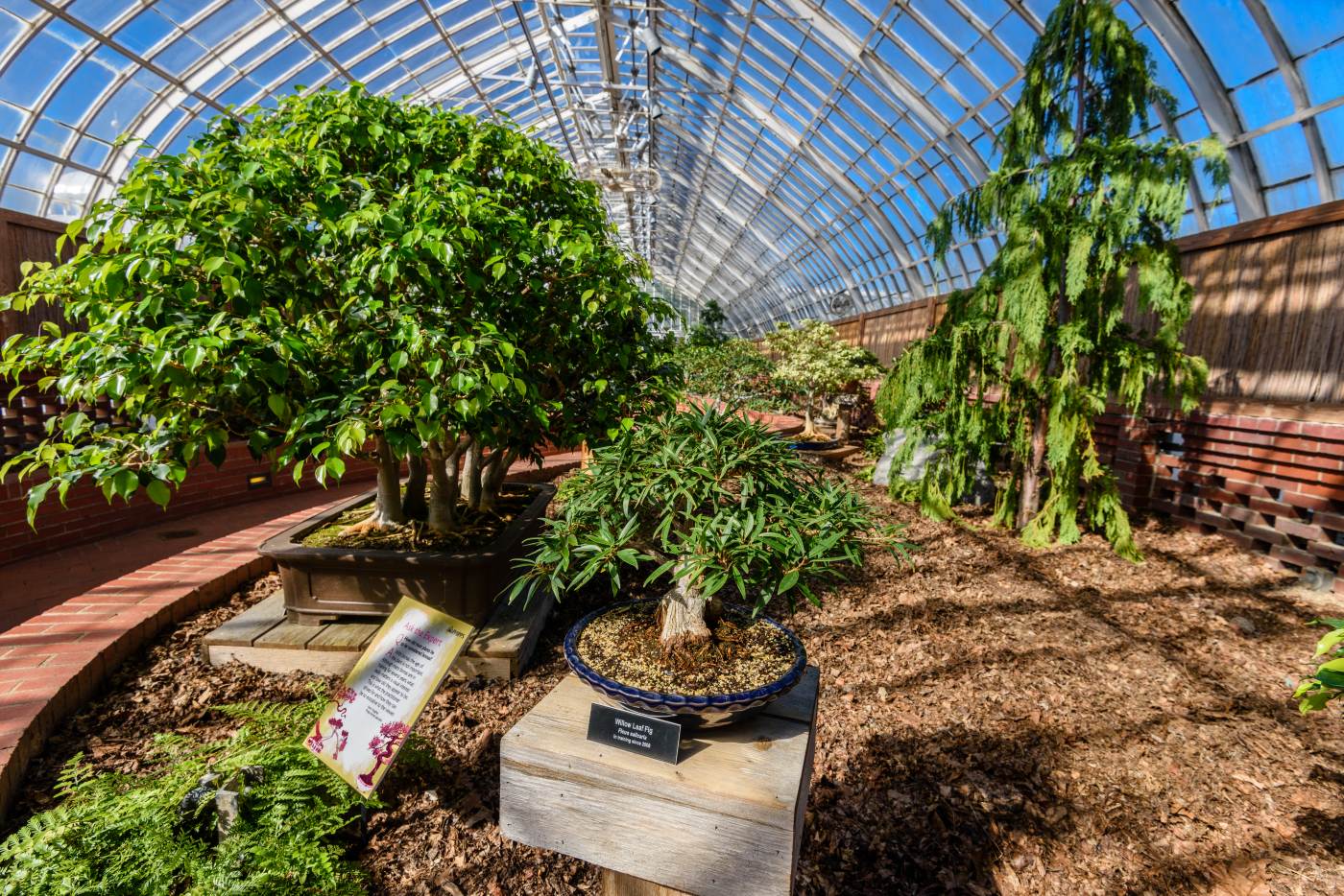 Orchid and Tropical Bonsai Show Eye Candy Phipps Conservatory and