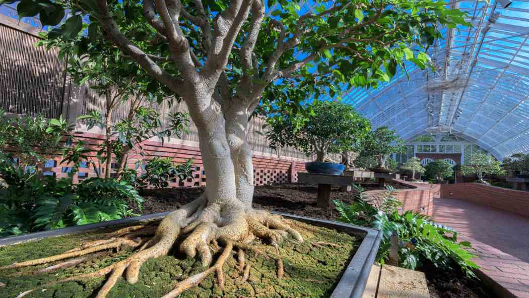 Orchid and Tropical Bonsai Show 2021: A Splash of Brilliance