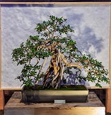 Orchid and Tropical Bonsai Show: Origin Stories Orchid and Tropical Bonsai Show: Origin Stories
