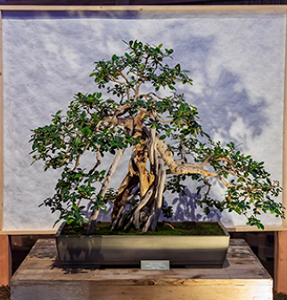 Orchid and Tropical Bonsai Show: Origin Stories