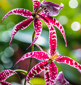 LAST CHANCE: Orchid and Tropical Bonsai Show: A Splash of Brilliance LAST CHANCE: Orchid and Tropical Bonsai Show: A Splash of Brilliance