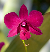LAST CHANCE: Orchid and Tropical Bonsai Show: A Splash of Brilliance LAST CHANCE: Orchid and Tropical Bonsai Show: A Splash of Brilliance