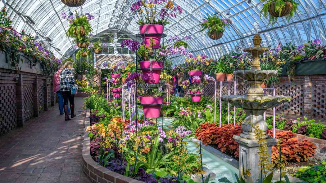 Orchid and Tropical Bonsai Show 2026: Blooming with Love