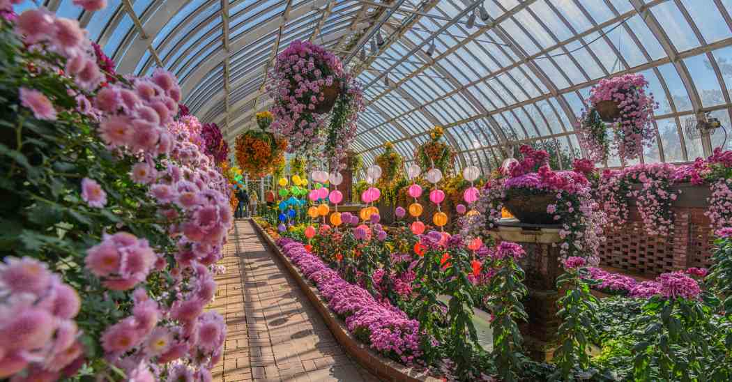 Fall Flower Show 2022: Blooms Under the Big Top