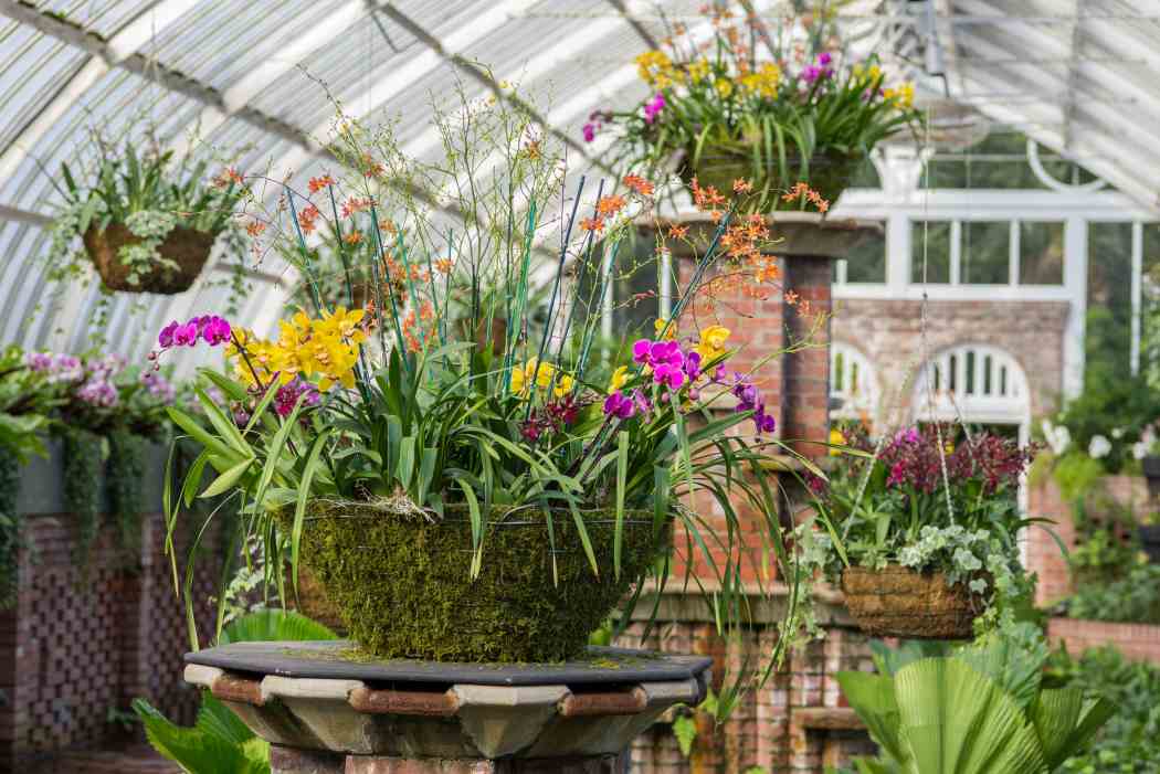 Orchid and Tropical Bonsai Show 2014