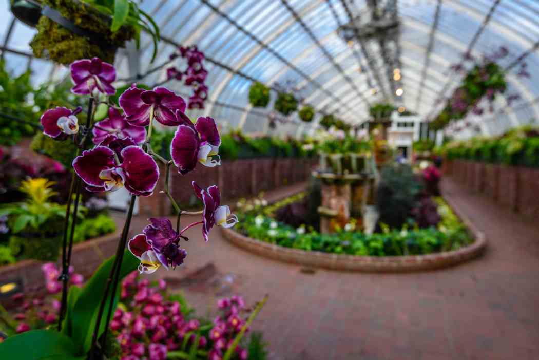 Orchid and Tropical Bonsai Show 2018