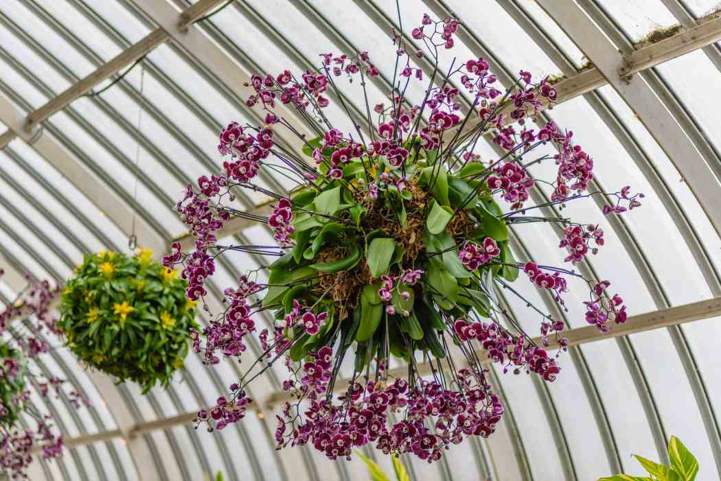 Orchid and Tropical Bonsai Show 2018